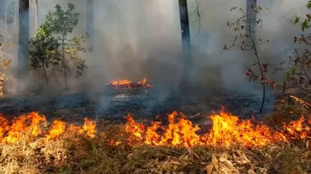 Почти 250 человек борются с пожаром в "Семей орманы"