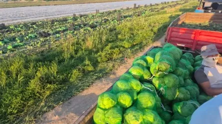 Түркістан облысының шаруалары қырыққабаттың алғашқы өнімін жинады 
