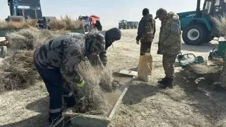 Тартылып бара жатқан Арал теңізінің 15 мың гектар жеріне сексеуіл егіледі