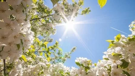 Алдағы күндері солтүстікте күн суытып, оңтүстікте аптап ыстық болады