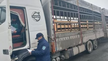Ветеринариялық құжатсыз 60 бас ірі қараны Қазақстанға кіргізбек болғандардың жолы кесілді