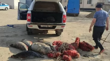 Мертвых редких животных обнаружили инспекторы в Каспии 