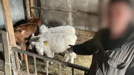 Целое стадо телят угнали с фермы в СКО 
