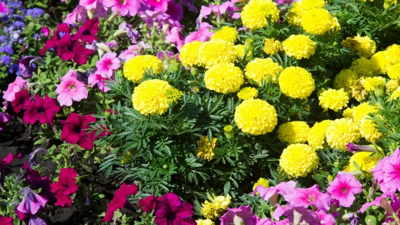 Алматыда "Гүл Алматы. Flower city" фестивалі өтеді