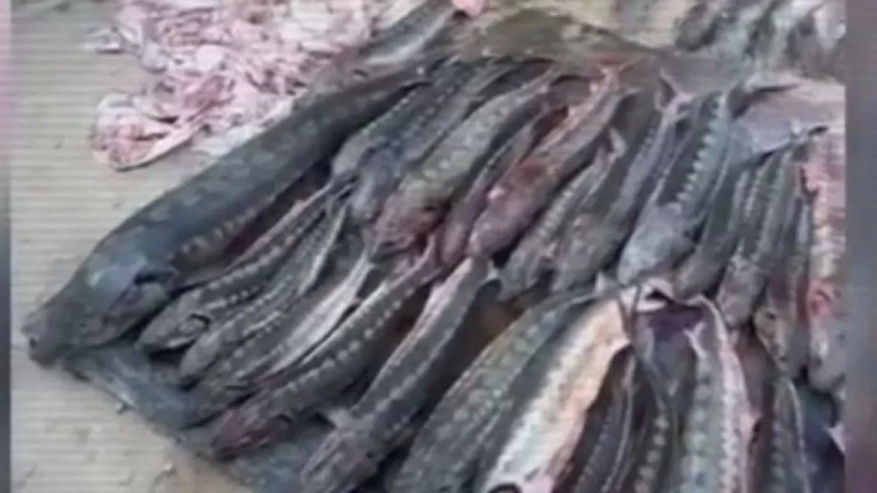 Более полтонны осетровой рыбы изъяли в Жанаозене  