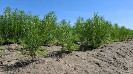 После пожаров в Костанайской области не хватает саженцев сосны для восстановления лесов