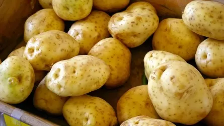 На 106% завышали цены на картофель в одном из регионов Казахстана 