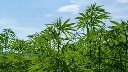 Елімізде медициналық мақсатта қарасора өсіріледі