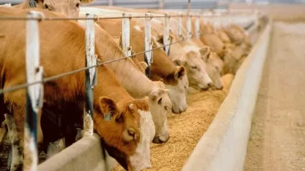 Елімізде ауыл шаруашылығы өнімінің көлемі 4%-ға өсті