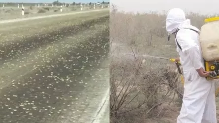 Шегіртке қаптаған бейнежазбаның бәрі шындыққа жанаспайды – АШМ