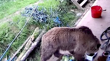 В Британии сбежавшие из зоопарка медведи съели весь мед в ближайшем магазине
