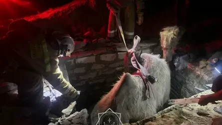 Спасатели вытащили верблюда из ямы в Кызылординской области  