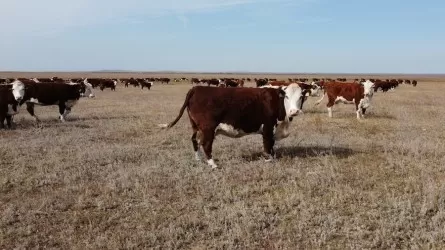 Елімізде шаруашылықты сақтандыруға өтінім қабылданып жатыр 