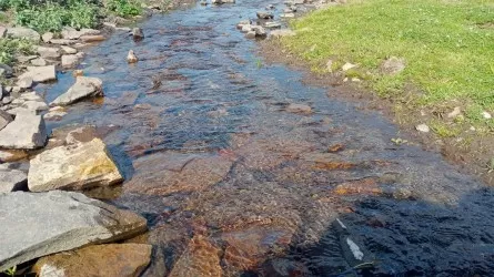Миллионы кубометров воды незаконно качали из водоемов аграрии в Кызылординской области 