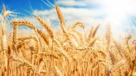 Более 8,3 трлн тенге составил объем валовой продукции АПК