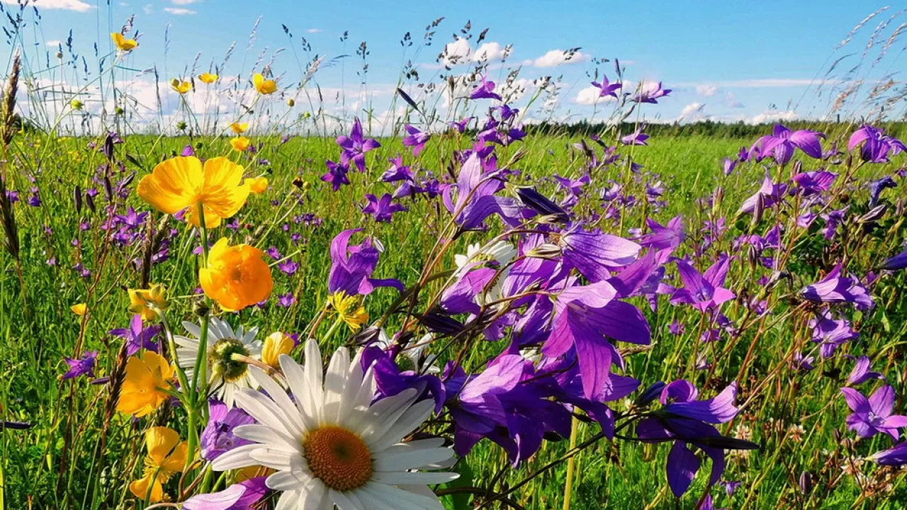 28 шілдеде Қазақстанның көп өңірінде ауа райы тұрақсыз болады