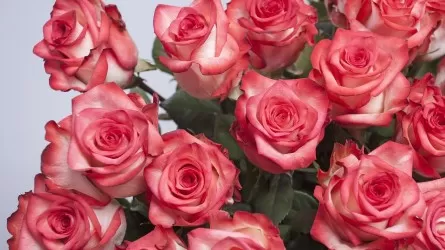 13 июля: какие праздники отмечаются в Казахстане и мире