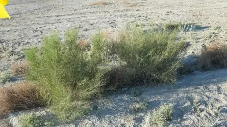 Прямо на дне Аральского моря создали второй лесной питомник  