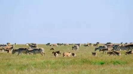 Қазақстан өңірлерінің бірінде киіктер атыла бастады