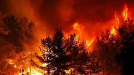 Более 40 человек задержаны в Турции в связи с лесными пожарами