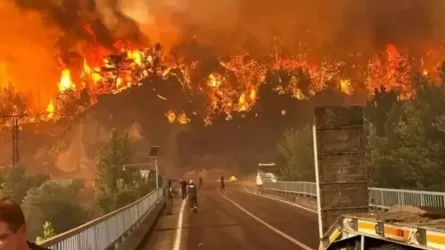 Түркияның Ескишехир аймағындағы орман өртінен 11 адам қаза тапты