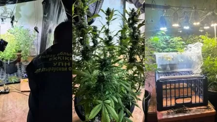В фитолаборатории мужчина выращивал запрещенную травку в Атырауской области 