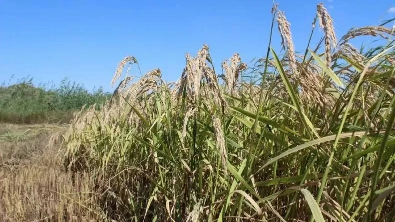 "Сыр сұлуы": Қазақстанда жаңа күріш сорты шығарылды