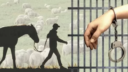 3 өңірде мал ұрлығымен айналысқан қылмыстық топтар ұсталды 