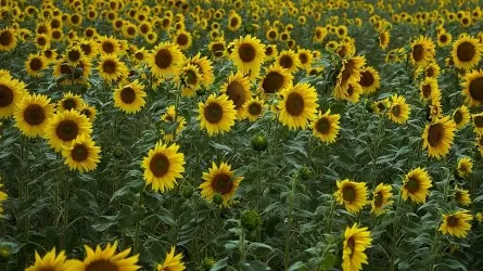 В Казахстане расширяют закуп подсолнечника 