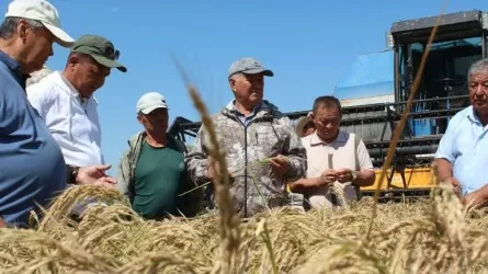 Казахстанские селекционеры вывели рис с высокой урожайностью 