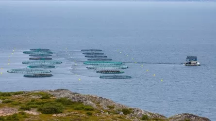 Для рыбных хозяйств в РК планируют снизить стоимость подачи воды 