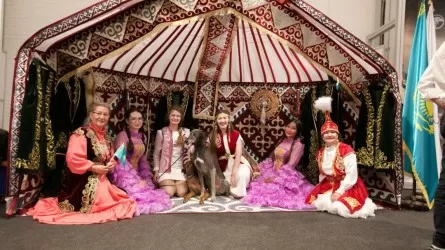 Казахские тазы триумфально дебютировали на выставке World Dog Show 2025 