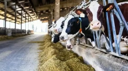 Павлодарда әкімдік шаруалардан мүлікті қайтаруды талап еткен