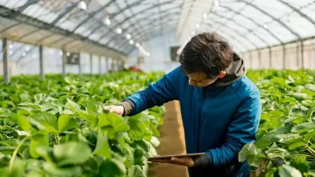 Ауылдық жерлерге жұмыс істеуге келген мамандарға төлем тәртібі өзгерді