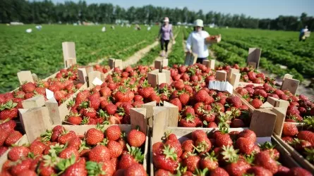 Оңтүстік Корея мен Ұлыбританияға жұмыс істеуге кеткендер көбейді 