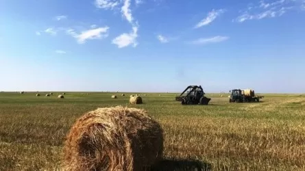 Қазақстанда 24,4 млн тонна мал азығы дайындалды 