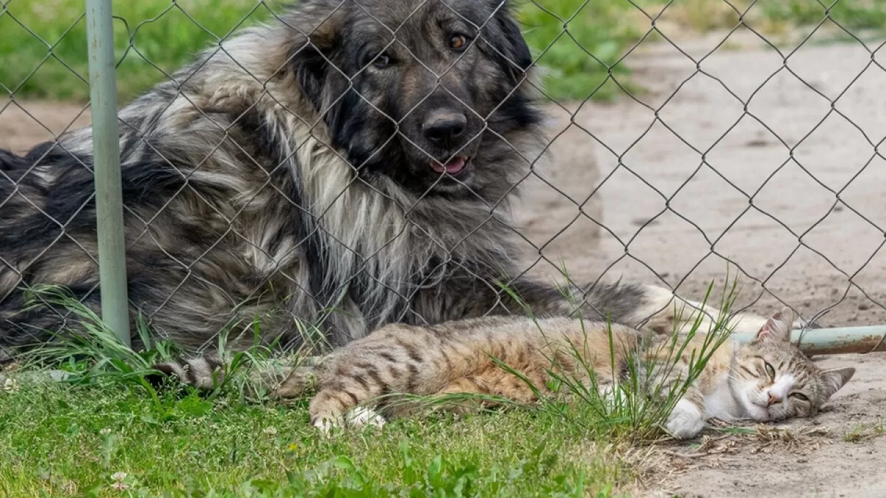 Супруги подали на развод из-за вражды домашних животных
