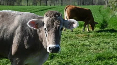 Дания планирует ввести первый в мире налог на выбросы от скота 