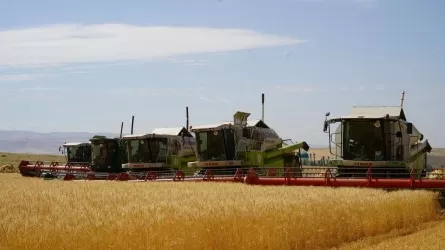 Уборку зерновых завершили на половине площадей в Казахстане 