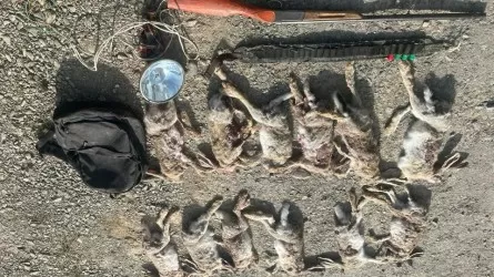 Полицейские остановили мототранспорт с тушами зайцев в Кызылординской области 