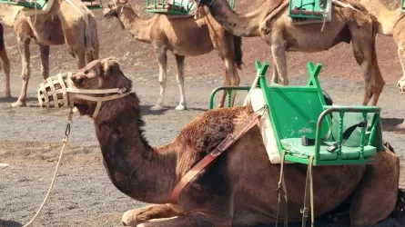 Самый большой караван верблюдов в мире соберет Алматинская область 
