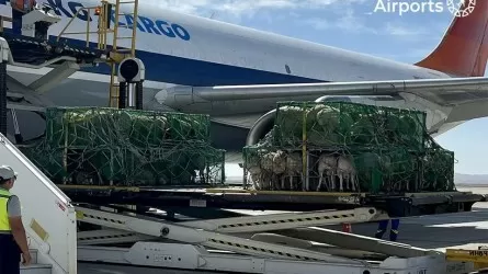 Өзбекстан Моңғолиядан 100 мың бас қой сатып алды