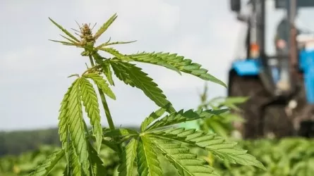 В Казахстане утвердили разрешенные сорта конопли