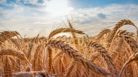 Астықты өңірлерде диқандарды қолайсыз ауа райы күтіп тұр