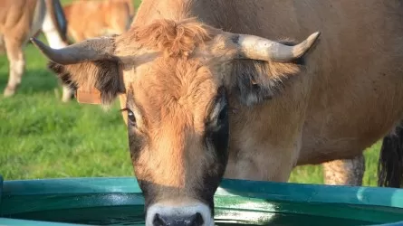 В АПК Казахстана планируют увеличить субсидии на бурение колодцев 