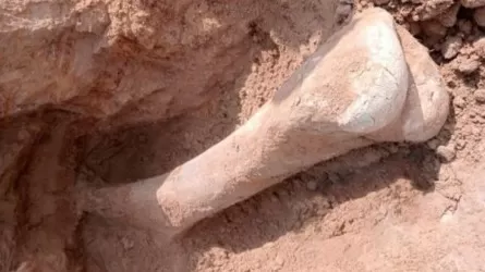 Сенсационная находка в СКО: рыбак обнаружил кость мамонта возрастом 15 тысяч лет