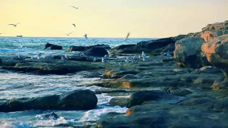 Для решения экопроблем Каспия создается целый институт