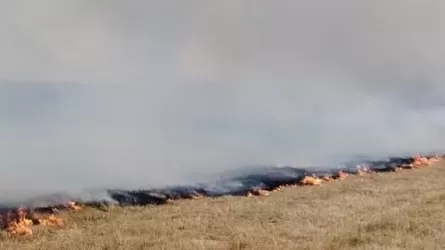 Уже несколько дней пылает крупный пожар в Алакольском заповеднике  