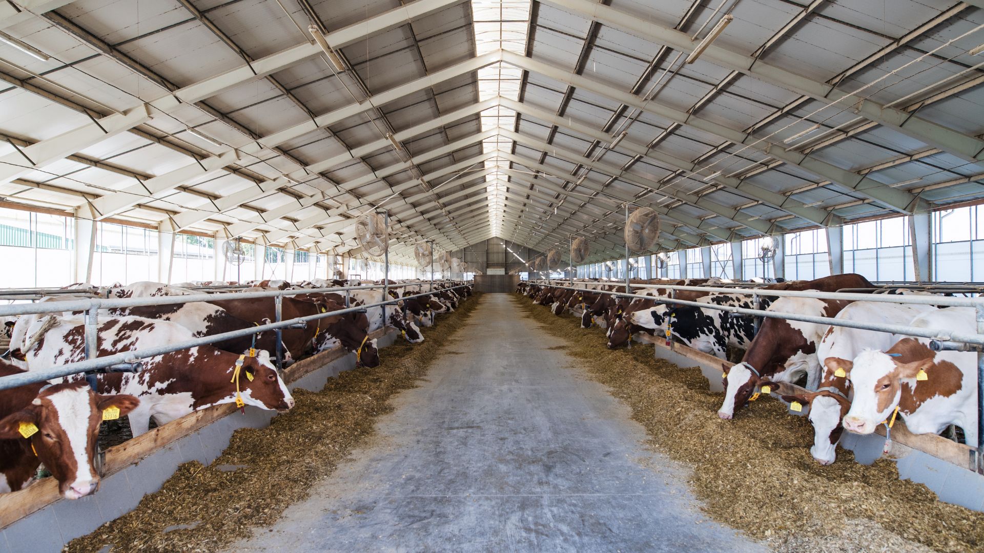 Алматы облысында 89 млрд теңгеге үй жануарларына жемшөп өндіретін зауыт салынады