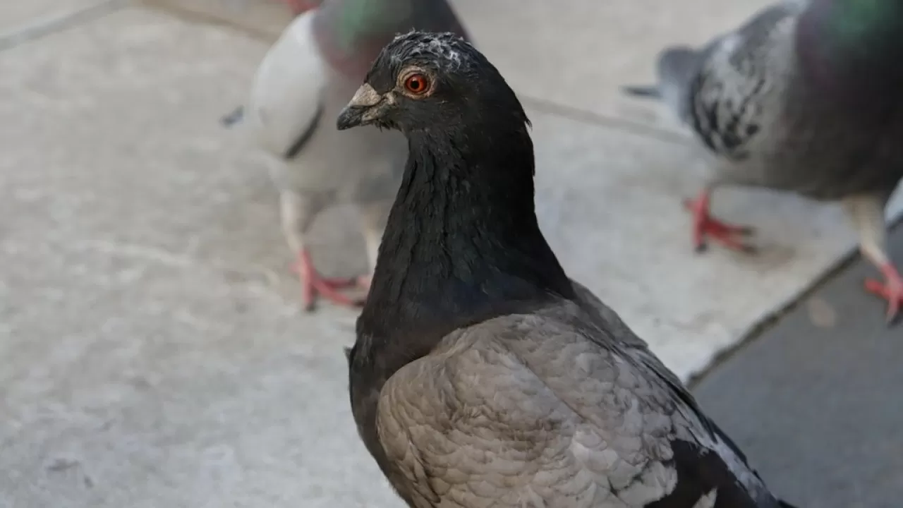 Оштрафуют ли казахстанцев за кормление бездомных животных и птиц?